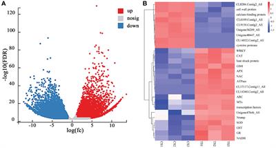 Transcriptomics-based analysis of genes related to lead stress and their expression in the roots of Pogonatherum crinitum